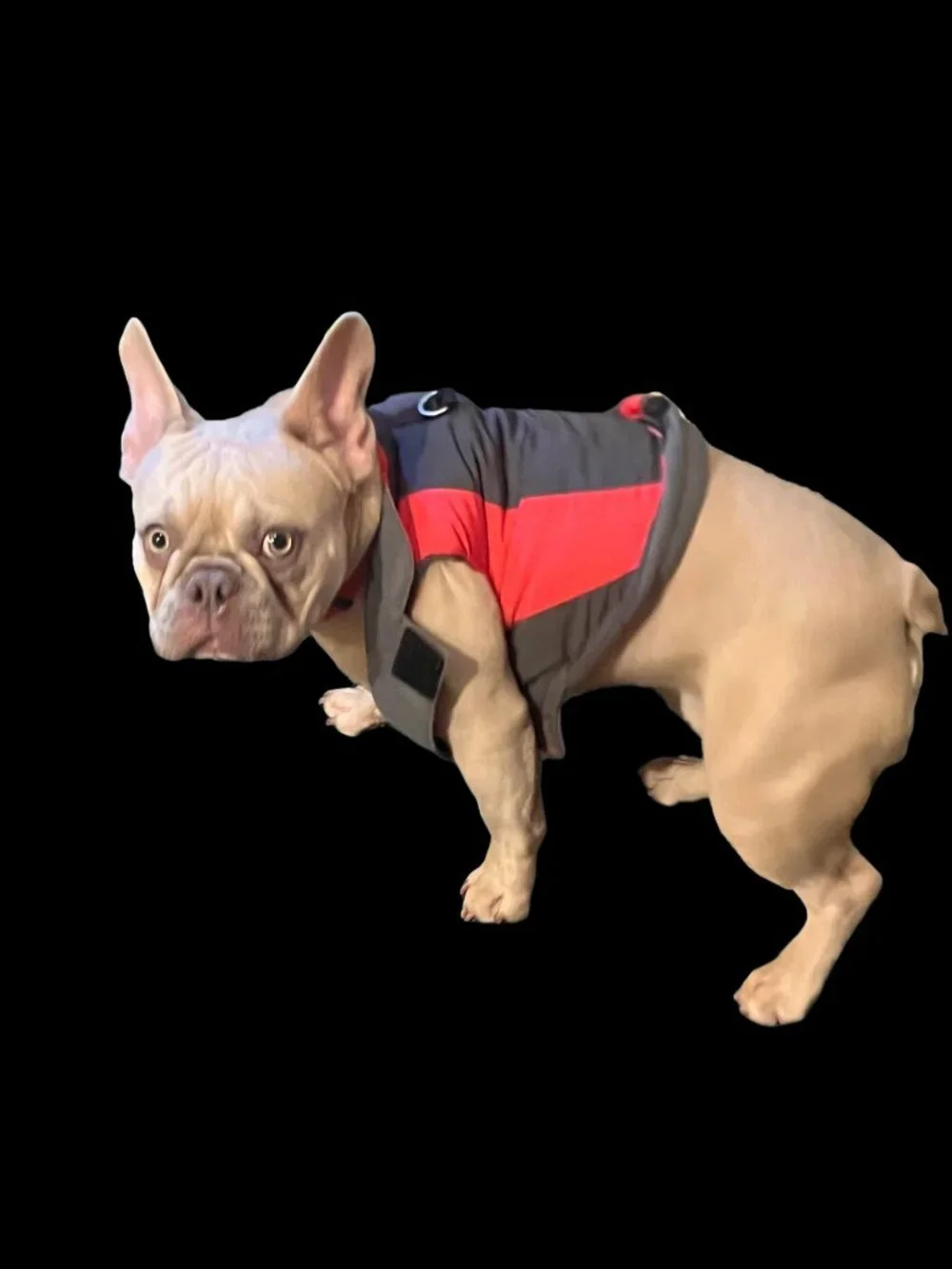 🍓Puppy Puffer Jacket Pet Hot Pink & Black Gray